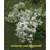 Клематис Манчжурский, Белый Многолет. 1,5 м. 10 семян