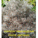 Клематис Манчжурский, Белый Многолет. 1,5 м. 10 семян