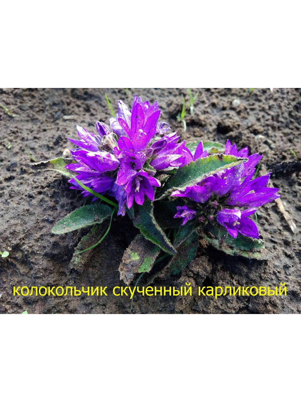 Колокольчик скученный синий. Колокольчик скученный синий.