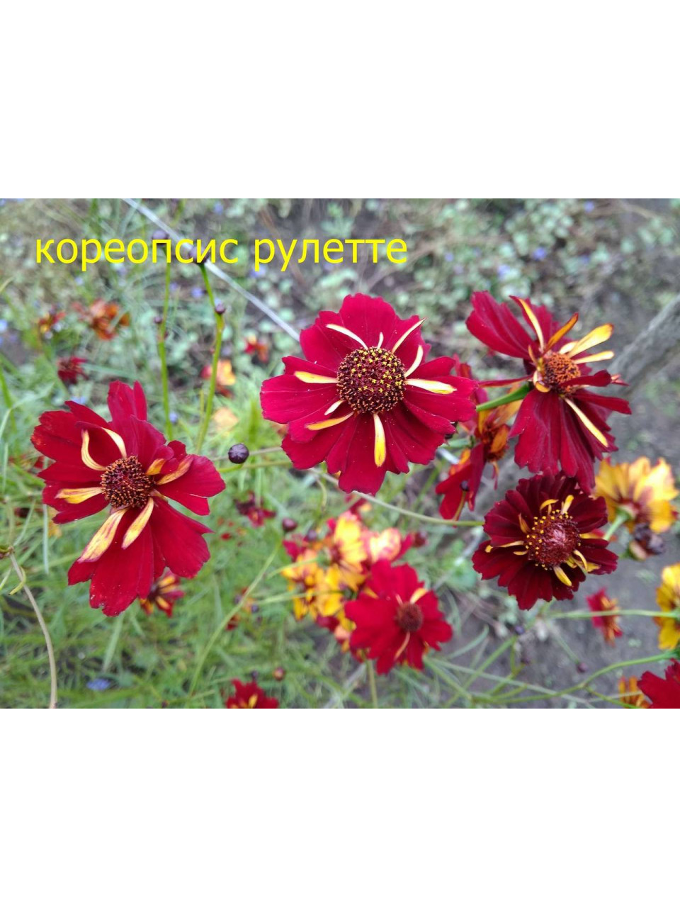 Кореопсис. Рулетте. Однолетник. 35 см. Кореопсис. Рулетте. Однолетник. 35 см.