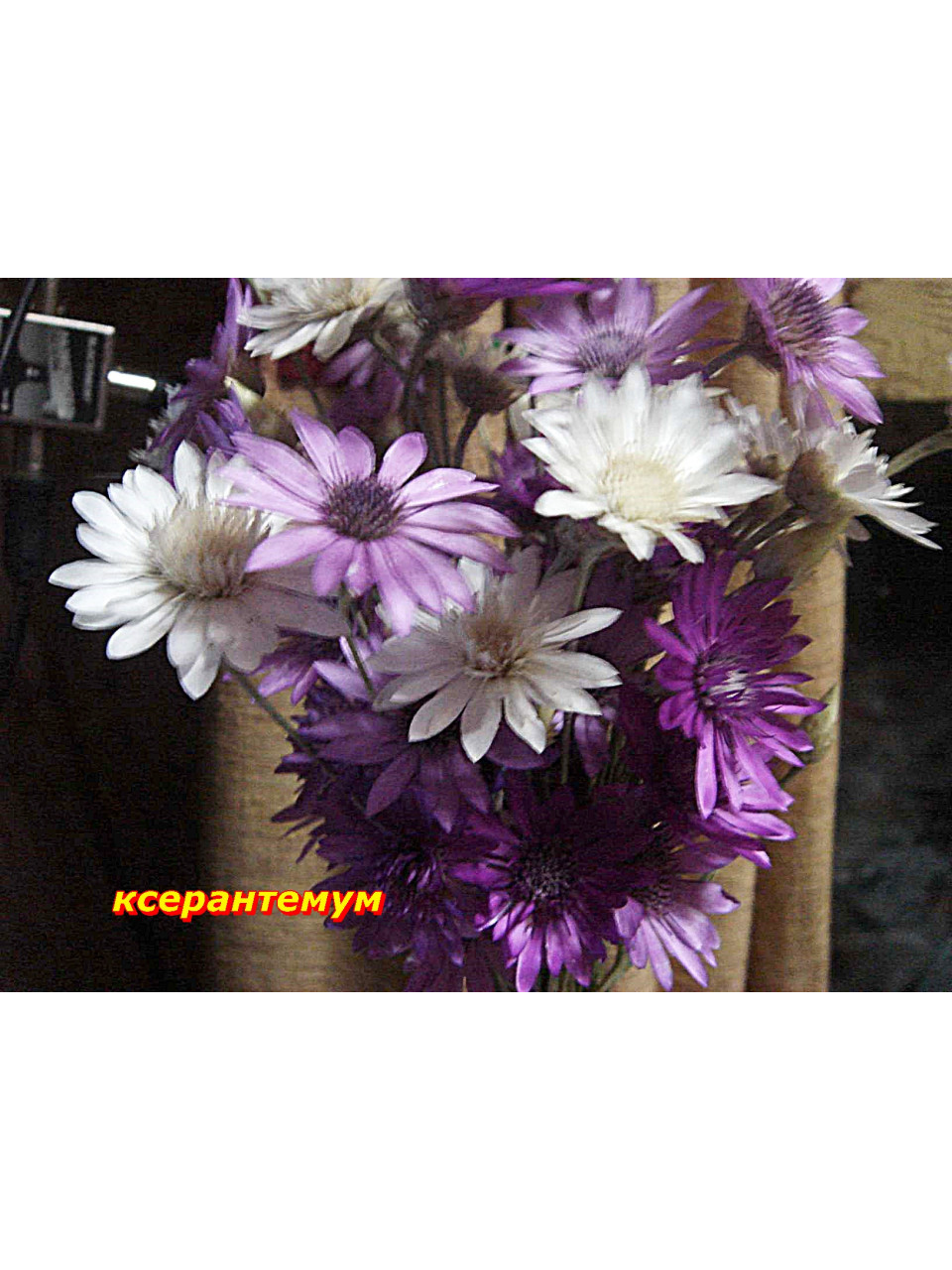 Ксерантемум. Сухоцвет. Смесь. 40 см. Однолетн. Ксерантемум. Сухоцвет. Смесь. 40 см. Однолетн.