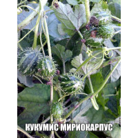 КУКУМИС MIRIOCARPUS 8шт