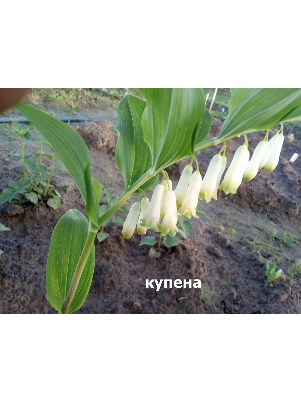 Купена. 70 см. Многол. Купена. 70 см. Многол.