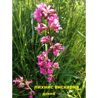 Лихнис Вискария. Малиновый. 40 см. Многолетник.