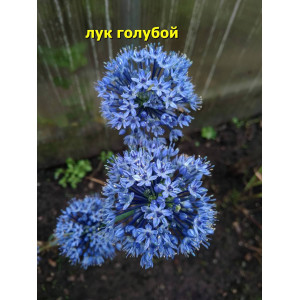 Лук "Голубой", 5 семян