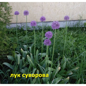 Лук "СУВОРОВА ", 10 семян