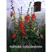 Мальва (Просвирник) Смесь. 2,5 м. Многолетн.