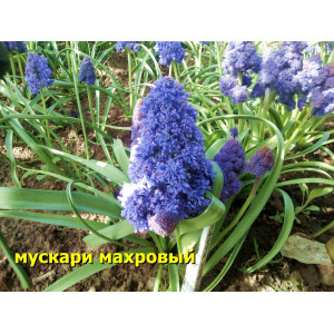 Мускари армянский махровый (луковицы) Мускари армянский махровый (луковицы)