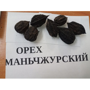 Орех маньчжурский 6 м 3 шт ОРЕХИ 50 руб Орех маньчжурский 6 м 3 шт ОРЕХИ 50 руб