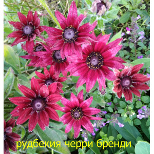 Рудбекия красная "Черри Бренди". 1-2 летник. 60 см.