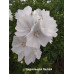 Сидальцея мальвоцветковая ("Невеста"), белая,60 см. многолет.
