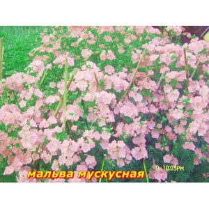 Сидальцея мальвоцветковая (мальва мускатная), розовая,60