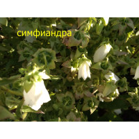 Симфиандра. Белая. Многолетн. 80 см.