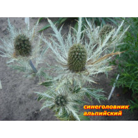 Синеголовник Альпийский. Многолетник. 40 см. на 3 растен Синеголовник Альпийский. Многолетник. 40 см. на 3 растен