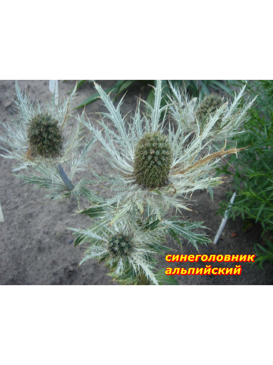 Синеголовник Альпийский. Многолетник. 40 см. на 3 растен Синеголовник Альпийский. Многолетник. 40 см. на 3 растен