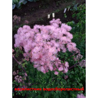 Василисник. Многолетник 1,2 м.