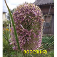 Ворсянка. Двулетник до 2 м.