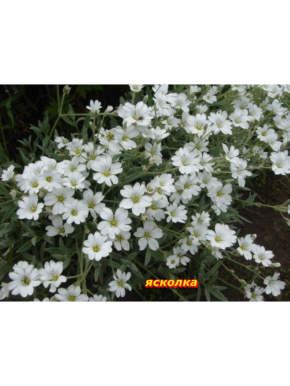 Ясколка Ясколка
