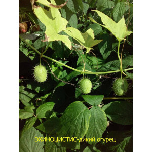 ЭХИНОЦИСТИС (Дикий огурец), 15 семян